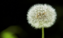 Loewenzahn / Dandelion Loewenzahn / Dandelion