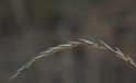 Grashalm / Blade of Grass Grashalm / Blade of Grass
