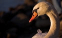 Schwan / Swan Schwan / Swan